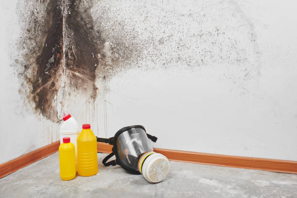 Best Mold Removal Process  in Ilion, NY