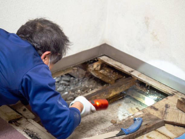 Certified Mold Removal in Ilion, NY