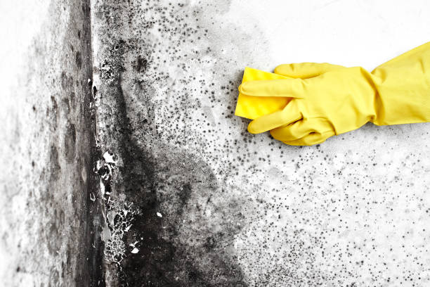 Best Crawl Space Mold Removal  in Ilion, NY