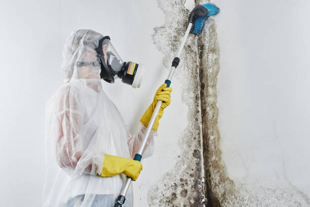 Best Mold Removal and Inspection  in Ilion, NY