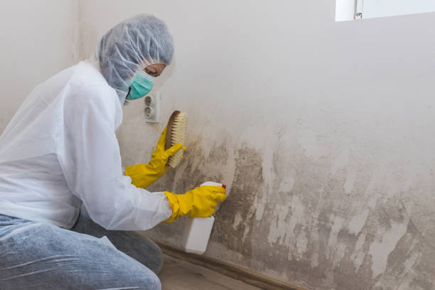 Best Mold Damage Repair  in Ilion, NY