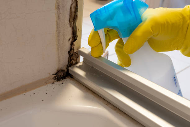 Best Residential Mold Removal  in Ilion, NY