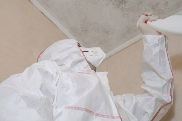 Best Black Mold Removal  in Ilion, NY