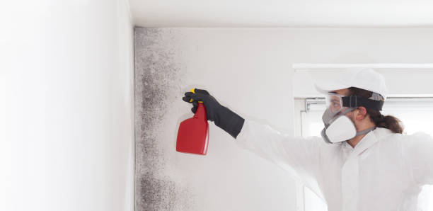 Best Office Mold Removal Services  in Ilion, NY