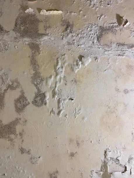 Best Mold Damage Repair  in Ilion, NY