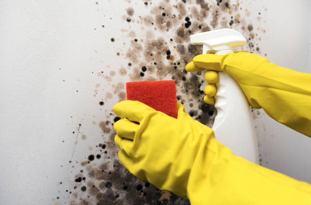 Best Affordable Mold Removal  in Ilion, NY