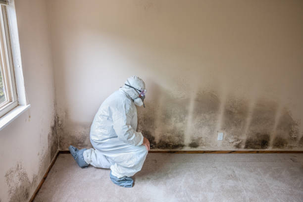 Best Residential Mold Removal  in Ilion, NY