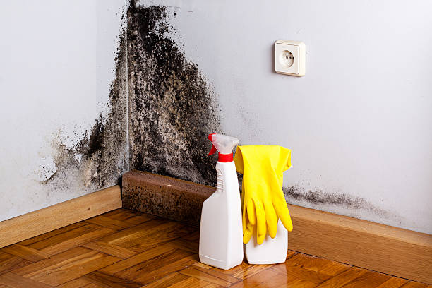 Best Commercial Mold Removal  in Ilion, NY