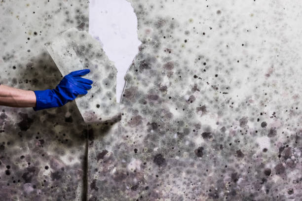 Best Affordable Mold Removal  in Ilion, NY